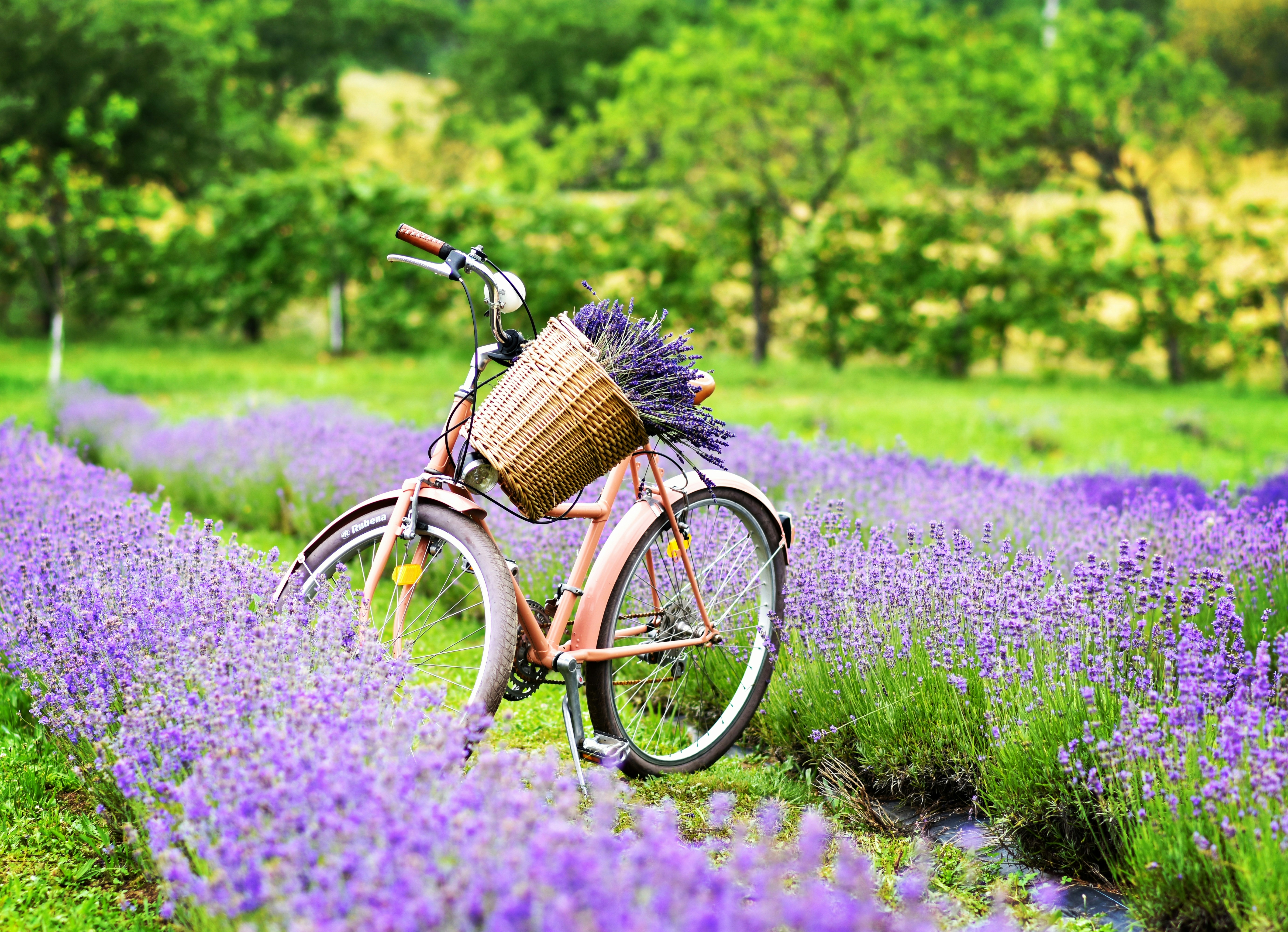 La provence à vélo